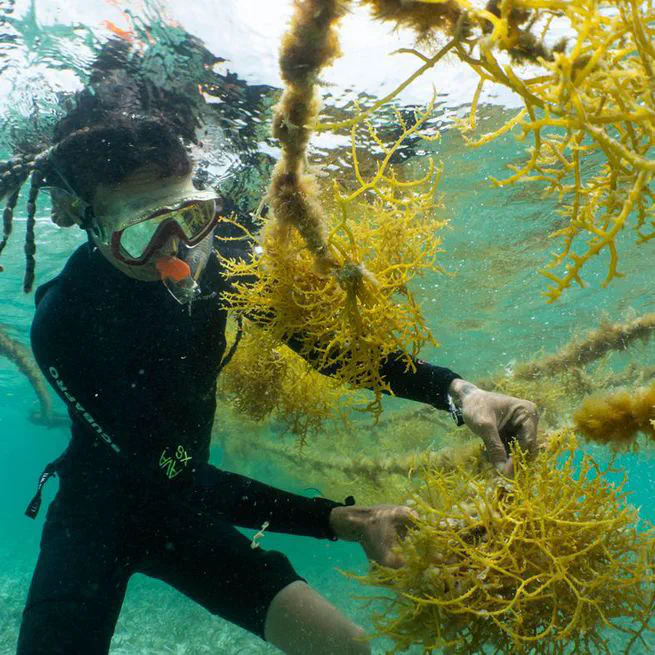 Sustainable Seaweed: Could be the next big thing? 