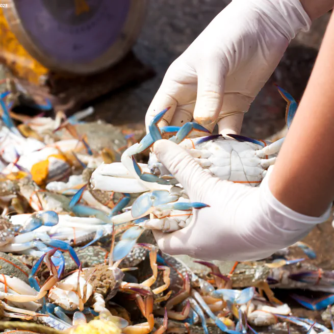 Timely policy responses can save fisheries from (some) temperature shocks (in review)